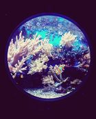 Unterwasser Illusionskugel: Eine illusorische Unterwasserwelt voller Korallenriffe, Lichterspiel und magischen Delfinen. Opfergabe von Tantchen Wu